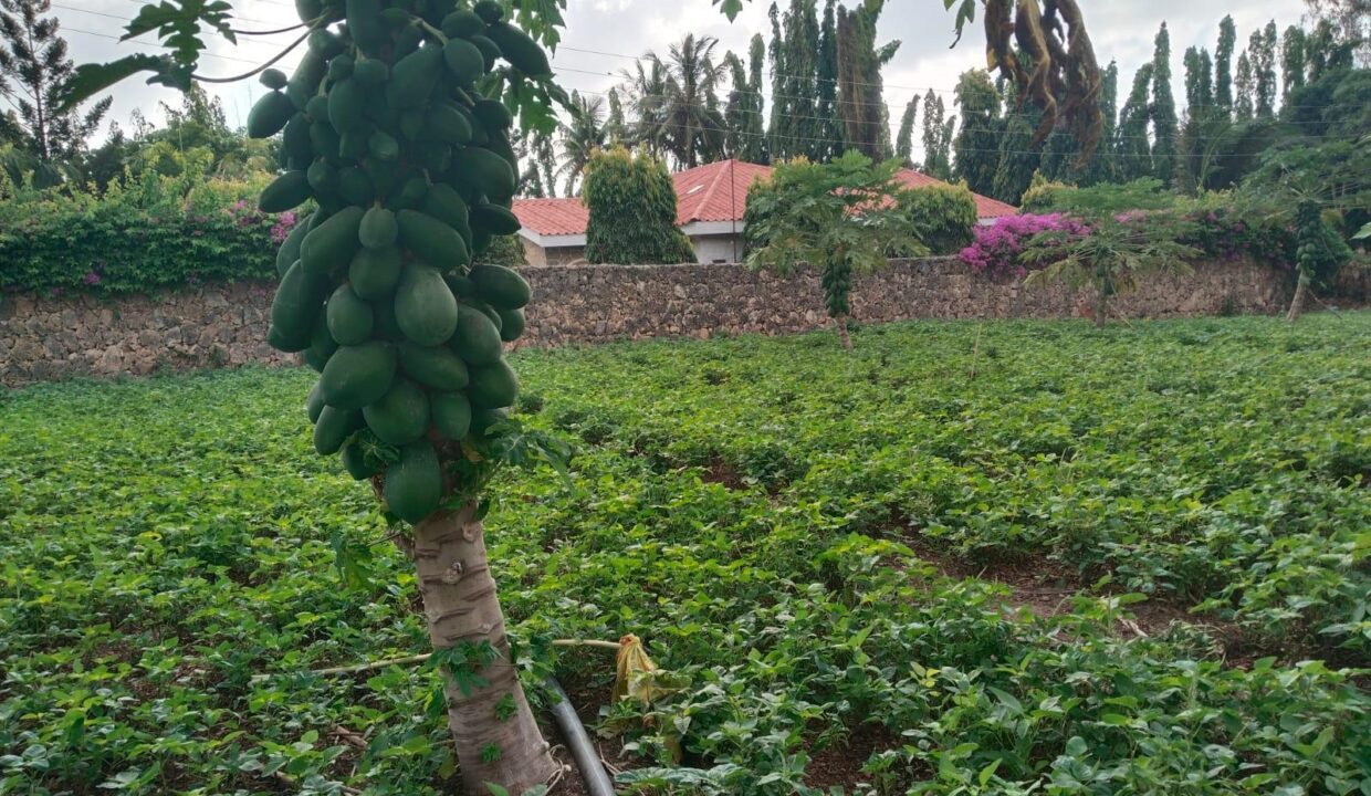 WhatsApp Image 2026-03-29 at 11.07.14